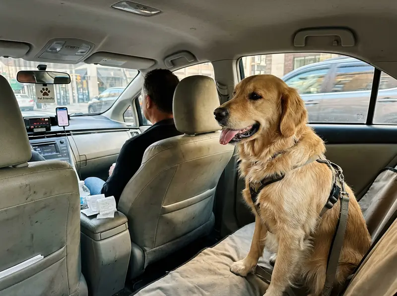 Golden retriever sitting in the back of a pet friendly taxi